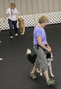 Novice Obedience | Northwest Obedience Club